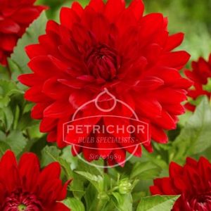 FA 08 0446 Dahlia Garden Wonder