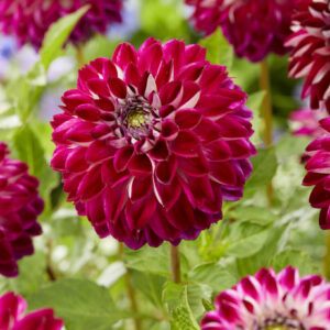 Dahlia Embassy