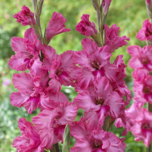 Gladiolus 'Kingston Ruffle'