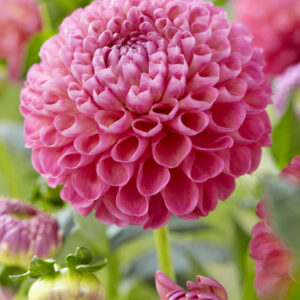 Dahlia Jowey Frambo