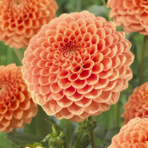 Dahlia Jowey Nicky