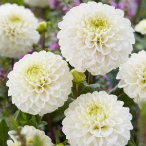 Dahlia Kona