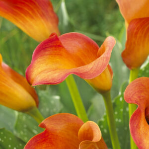 Zantedeschia 'Callista'