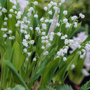 Convallaria majalis (lily of the valley)
