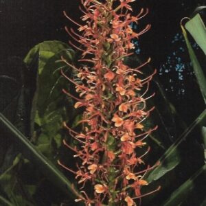 Hedychium aurantiacum