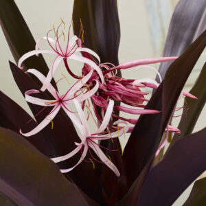 Crinum asiaticum Purpureum