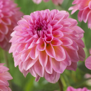 Dahlia Esli