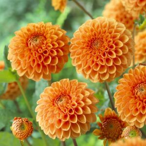 Dahlia Sylvia
