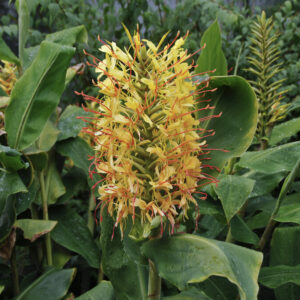 Hedychium gardnerianum compact