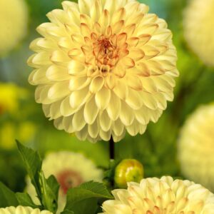 Dahlia Isa Favourite