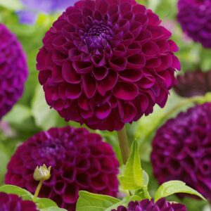 Dahlia Downham Royal
